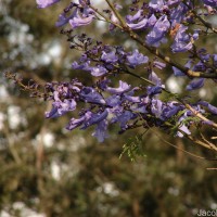 Jacaranda mimosifolia D.Don
